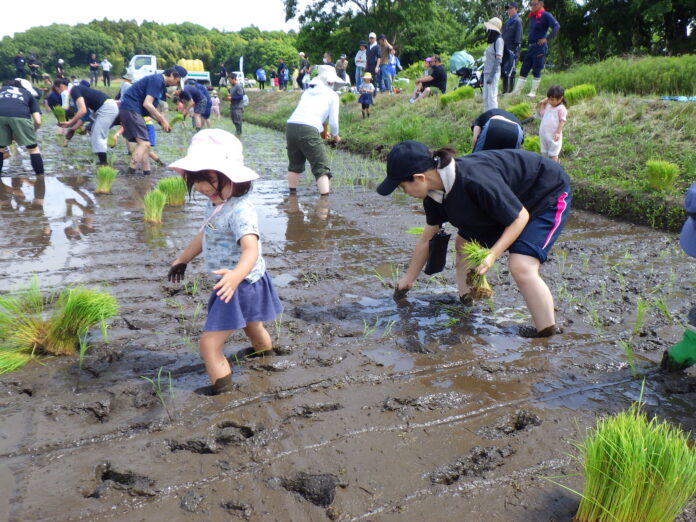田植えから収穫まで「田んぼの学校」　そもそも知ってる?米作り　5月24日（土）〔茨城 栃木〕のメイン画像