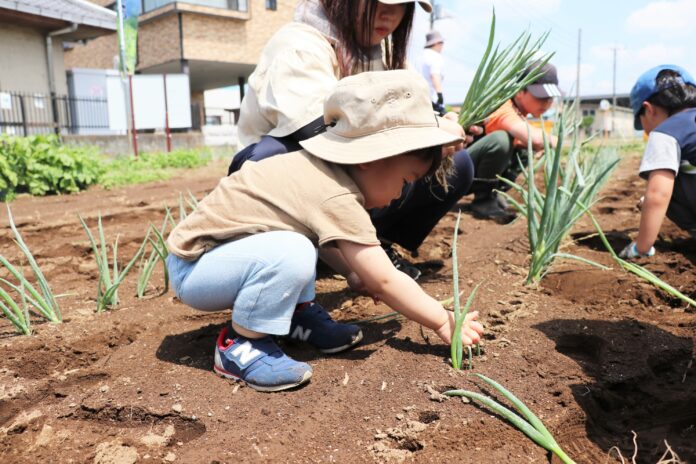 伊勢崎市で見守る赤ねぎやさつまいもの成長　全4回の農業体験会始動　5月31日（土）〔群馬〕のメイン画像