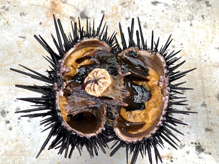 【磯焼け対策】海水でも「見えない泡」を科学的に確認！養殖応用に向けた“研究の土台”をより確かにする研究成果を発表のメイン画像