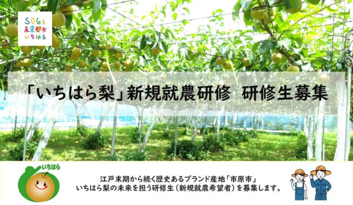 【千葉県市原市】全国から梨の研修生を募集のメイン画像