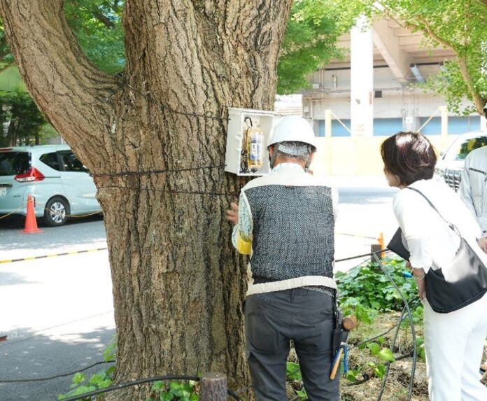 清家愛港区長が、神宮外苑のいちょうの発根状況の確認に立ち会いましたのメイン画像