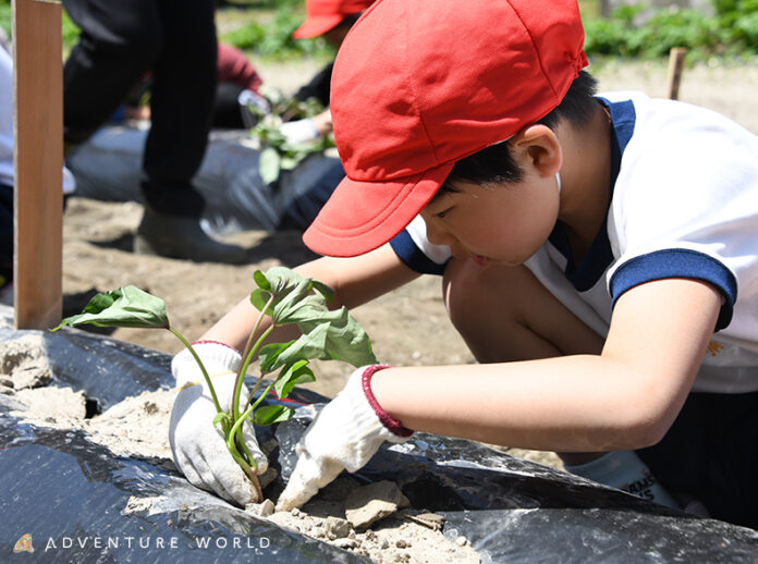 今年で３回目！動物たちと食育体験　周参見小学校の児童がサツマイモの植え付けを体験　秋には収穫しパークの動物たちへプレゼントのメイン画像