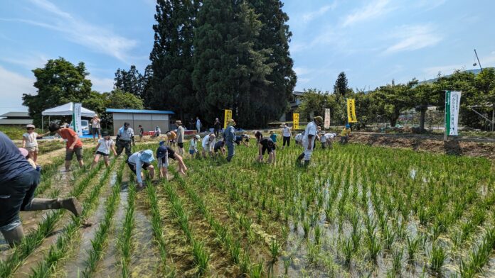 山形の田んぼに暮らす生き物は？　最上川清流の米どころで草取り体験　6月21日（土）22日（日）〔東京〕のメイン画像
