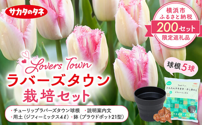 サカタのタネ、横浜市限定チューリップをふるさと納税返礼品に出品のメイン画像