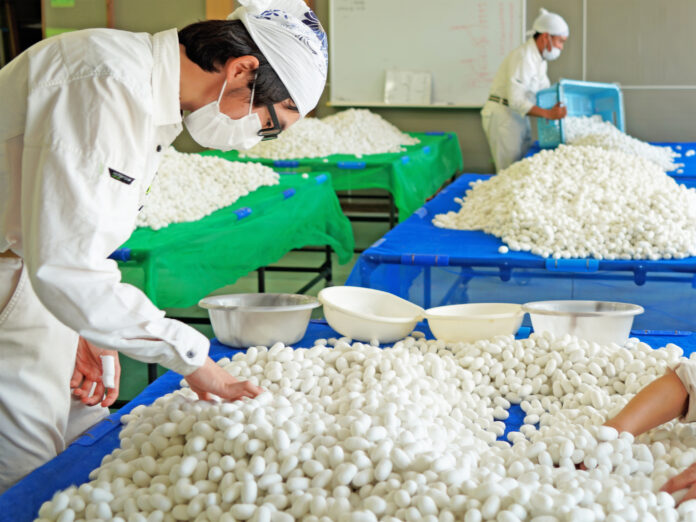 【パーソルダイバース】障害のある社員が302キロの繭を生産。群馬県富岡市で2025年度初出荷のメイン画像