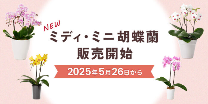 【新商品】ミディ・ミニ胡蝶蘭販売開始！｜胡蝶蘭専門サイトフラワースミスギフトのメイン画像