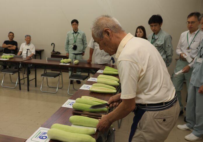 なにわの伝統野菜　高槻の「服部越瓜（しろうり）」が旬を迎えるのメイン画像