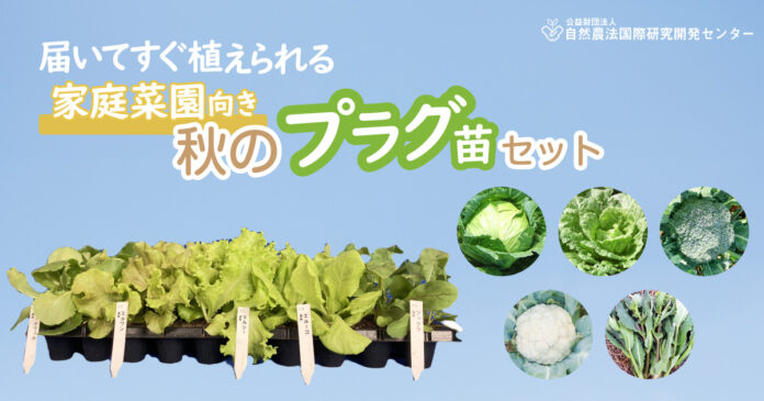 【販売中!!】家庭菜園向き「有機プラグ苗セット」　 秋のサラダ野菜・秋のアブラナ科野菜 （公益財団法人 自然農法センター）のメイン画像
