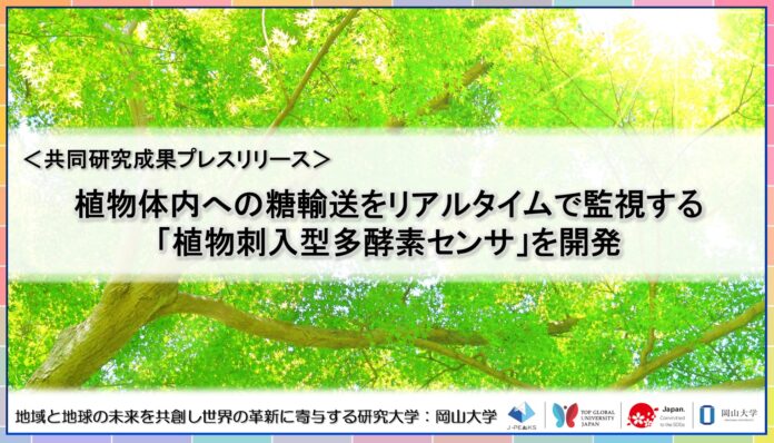 植物体内への糖輸送をリアルタイムで監視する「植物刺入型多酵素センサ」を開発〔早稲田大学, 北九州市立大学, 岡山大学〕のメイン画像