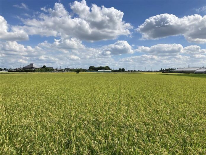 BASF、NEWGREEN、ヤマタネの3社、脱炭素・低環境負荷米の生産・流通と付加価値の創出に向け、戦略的提携の協議を開始のメイン画像