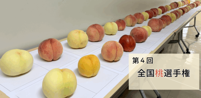 おいしい「桃」NO.１が決定！日本一は、山梨県甲州市「まるみや農園／甘麗露（アマレーロ）」が最高金賞を獲得！のメイン画像