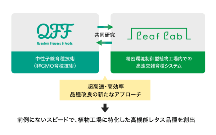 『中性子線育種 × 植物工場育種』による超高速育種でレタス品種開発へ。クォンタムフラワーズ＆フーズ（QFF）とリーフ・ラボが共同研究を開始。のメイン画像