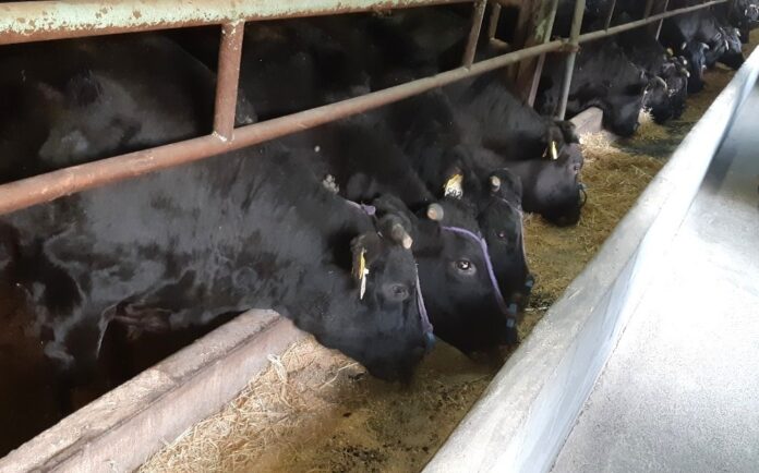 白鶴は清酒の副産物をアップサイクルした飼料「サケ炭（すみ）」で特許取得のメイン画像