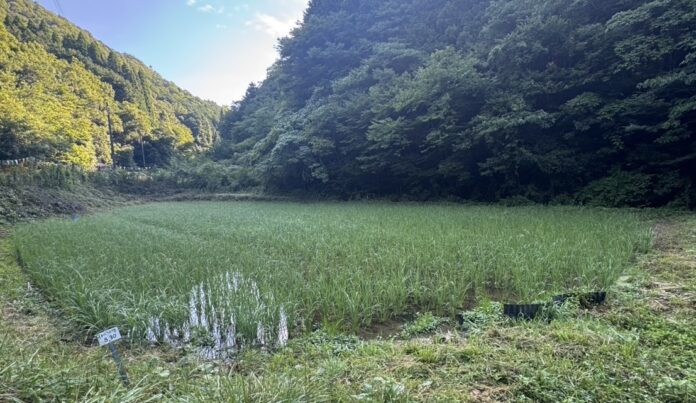 【令和の米騒動】「備蓄米の放出では問題は解決しない」農政の本質的改革を現場から訴えるのメイン画像