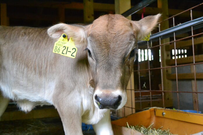 福島発、国内0.1%台の幻の乳牛で持続可能な酪農を！牛一頭ヨーグルト＆プレミアムチーズ開発に向けクラファン挑戦のメイン画像