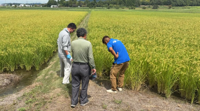 田植え不要のドローン直播 収穫前見学会が滋賀で開催　次年度への導入が本格化へ　次世代農業支援サービスのユキイプラスが主催のメイン画像