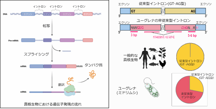 ユーグレナにおけるイントロンの非従来型配列規則を解明のメイン画像
