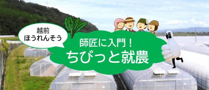《福井県福井市》交通費・宿泊費助成あり！特産「越前ほうれんそう」の栽培を”ちびっと”体験してみませんか♪『１０/１７開催の就農体験』参加者募集中！のメイン画像