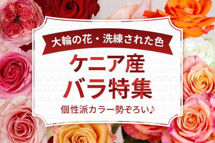 ケニア産バラ特集9月26日～スタート！｜花の卸通販フラワースミスマーケットのメイン画像