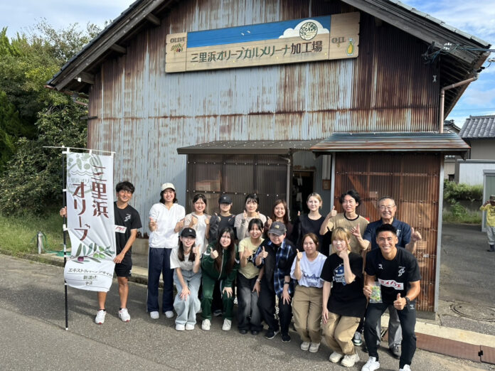 【福井県福井市】三里浜オリーブ、2025年の収穫がスタート！共立女子大・福井県立大・福井ユナイテッドFCが収穫体験に参加のメイン画像