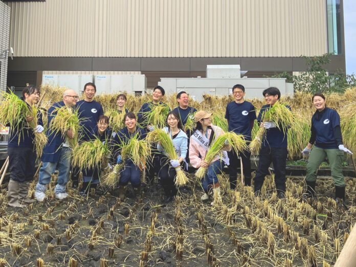 東京・銀座屋上の田んぼ「白鶴銀座天空農園」で自社開発酒米「白鶴錦」の稲刈りが無事終了！　　～穀物検査で最高ランクを獲得～のメイン画像