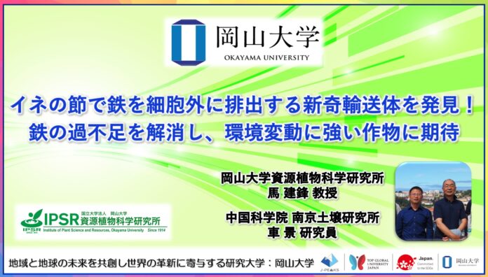 【岡山大学】イネの節で鉄を細胞外に排出する新奇輸送体を発見！鉄の過不足を解消し、環境変動に強い作物に期待のメイン画像